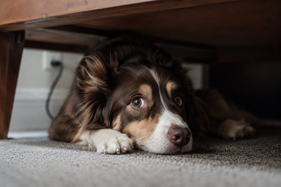 We started with one anxious dog