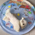 Summer Pet Inflatable Water-filled Mat Thickened And Durable Pet Breathable Water Mat To Cool Down Interactive Cat Pad Supplies