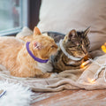 4Pcs Cat Calming Collar Cat Pheromone Collar Adjustable Calming Pheromone Collar Helps with Aggression for All Types of Cats