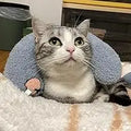 Soft Plush Pet Cat Pillow U-shaped Neck Protection Deep Sleep Cushion for Small Dogs Puppy Kitten Bed Accessories Calming Toy
