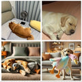50cm Soft Colorful Duck Plush Toy for Cats Dogs Relax Pet Companion Anxiety-Relieving Dog Buddy Energy Release Gift for Pets